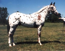 Light Horse Breed Appaloosa