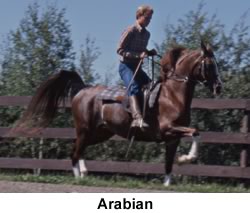 Light Horse Breed Arabian