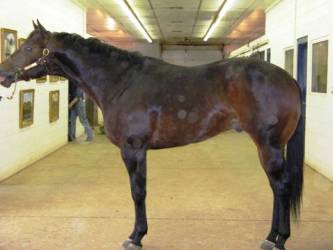 The Stallion: Breeding Soundness Examination and Reproductive Anatomy
