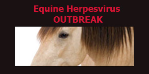 Equine Herpesvirus (EHV-1)