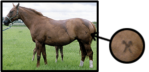 Permanent Identification using Hot Iron Branding in horses
