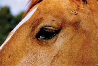 Horse Vision