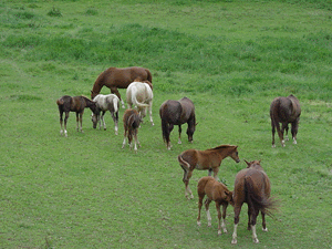 Pasture Breeding Horses