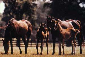 Top Ten Nutrition Tips for Your Horse
