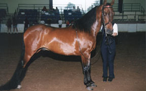 Light Horse Breed Morgan