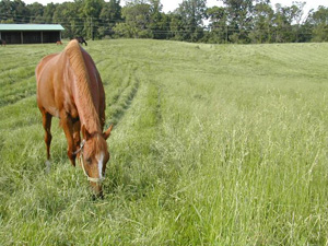 HorseQuest Learning Lesson: Equine Pasture Management