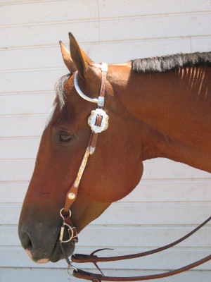 HorseQuest Learning Lesson: Understanding Bits for Horses