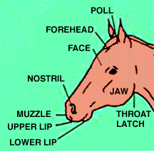 Relating Form to Function: Horse's Head