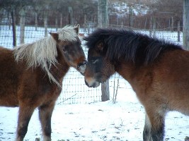 Cold Weather Feeding Practices for Horses