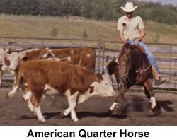 Light Horse Breed American Quarter Horse