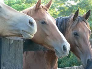 HorseQuest Learning Lesson: New and Prospective Horse Owner’s Lesson