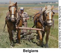 Draft Horse Belgian