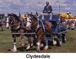 Draft Horse Clydesdales