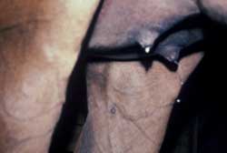 Parturition in Horses