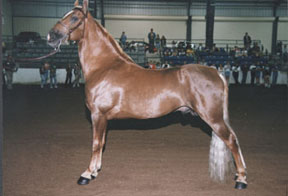 Light Horse Breed Tennessee Walking Horse