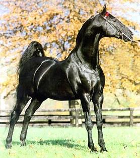 Light Horse Breed American Saddlebred