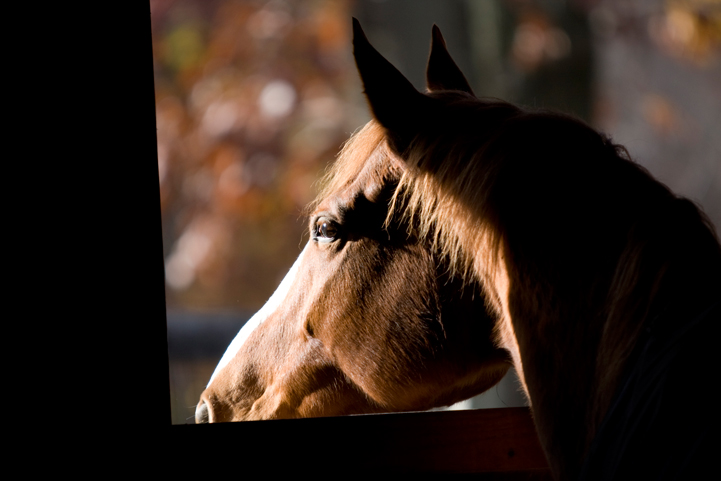 Protect Your Barn and Horses from Disease