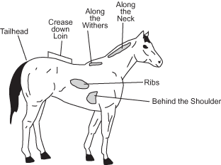 HorseQuest Learning Lesson:How to Body Condition Score Horses
