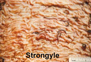 Parasites: Large Strongyles