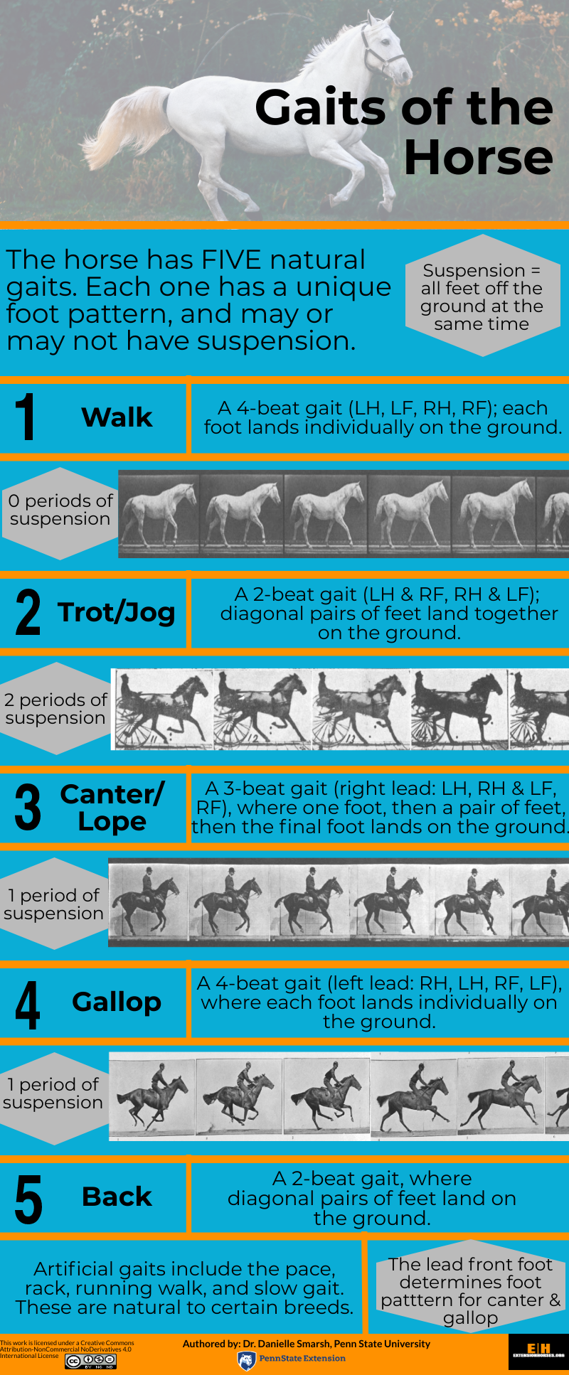Gaits of the Horse