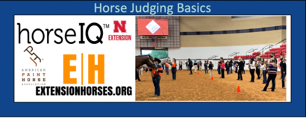 Horse Judging Basics
