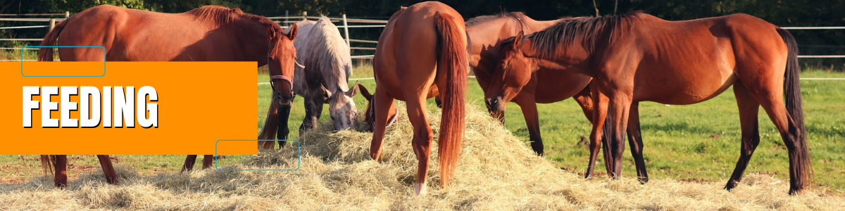 Extension Horse FEEDING PAGE HEADER