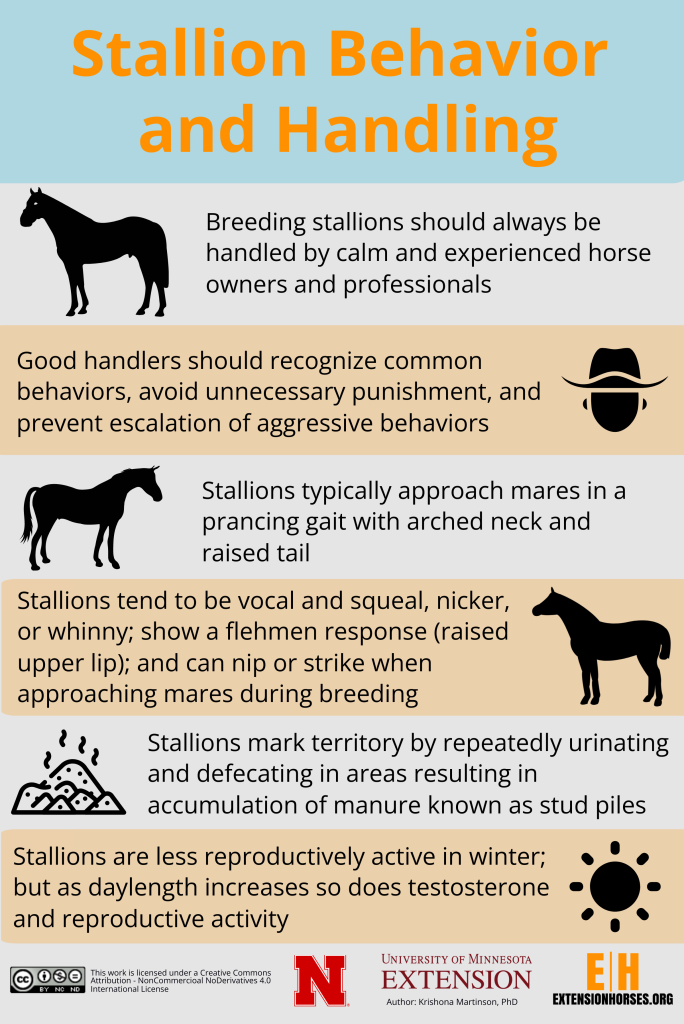 Stallion Behavior and Handling