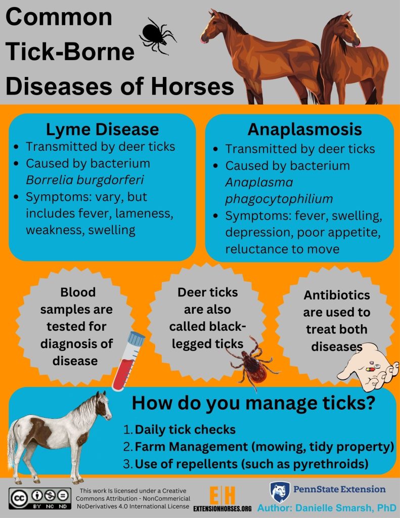 Common Tick Diseases of Horses