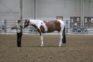Light Horse Breed American Paint Horse