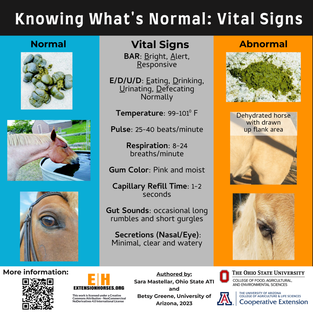 Horses vital signs
